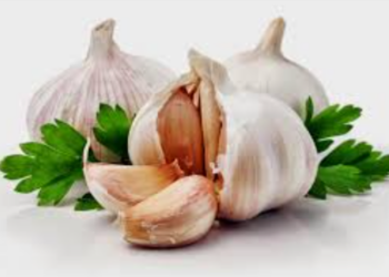 Manfaat Bawang Putih Tunggal untuk Kesehatan Tubuh