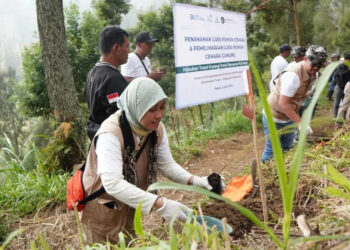 PLN Tanam Ribuan Pohon Cemara di Bromo, Lawan Krisis Iklim dari Lereng Gunung