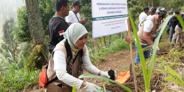 PLN Tanam Ribuan Pohon Cemara di Bromo, Lawan Krisis Iklim dari Lereng Gunung