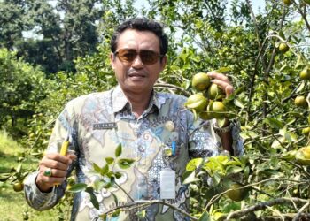 Agrowisata Clapar Siap Manjakan Pecinta Jeruk