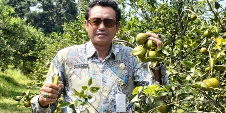 Agrowisata Clapar Siap Manjakan Pecinta Jeruk