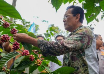 Panen Perdana Kopi Robusta Lereng Merapi, Kementan RI Dukung Pengembangan Komoditas Kopi di Sleman DIY
