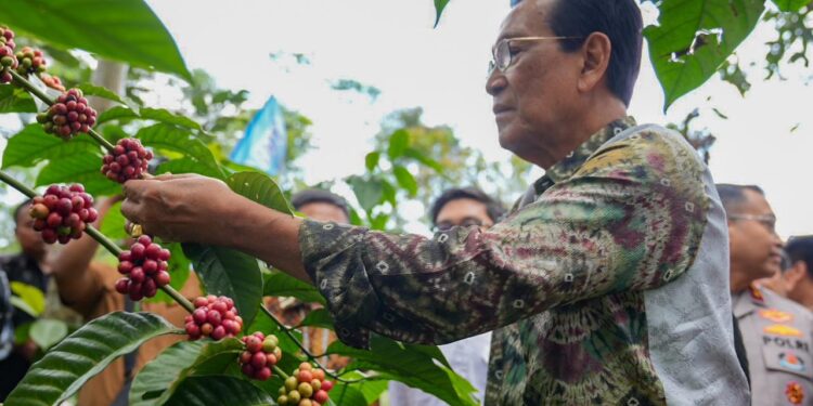 Panen Perdana Kopi Robusta Lereng Merapi, Kementan RI Dukung Pengembangan Komoditas Kopi di Sleman DIY
