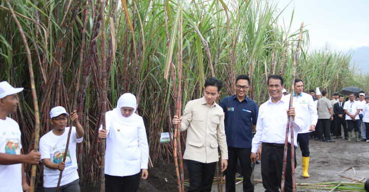 Percepat Swasembada Gula, Pemerintah Target Produksi Tertinggi dan Bangun 10 Pabrik Baru