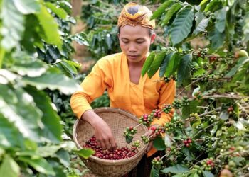 Kopi Senduro Lumajang: Cita Rasa Gunung Semeru yang Menembus Pasar Nasional