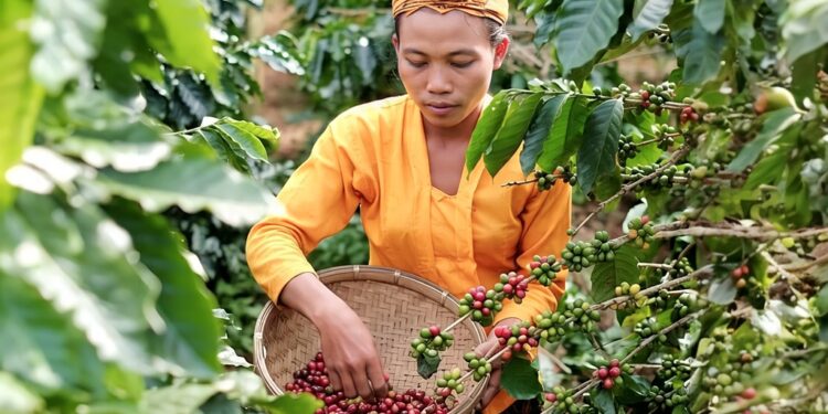 Kopi Senduro Lumajang: Cita Rasa Gunung Semeru yang Menembus Pasar Nasional