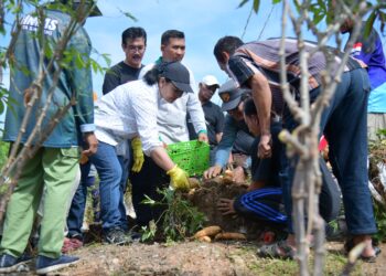 Wali Kota Semarang Tanam Singkong & Ubi untuk Ketahanan Pangan Kota