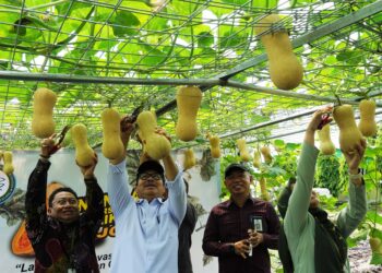 Pemkot Yogyakarta Panen Perdana Labu Madu, Dorong Pengembangan Pertanian Organik Berbasis Sampah Kota