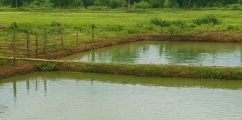 Bener Meriah Genjot Produksi Ikan dan Sapi, Bupati Dorong Ketahanan Pangan dan Ekonomi Daerah