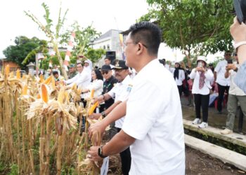 Sleman Siap Jadi Sentra Jagung DIY, Wabup Danang: Produktivitas Harus Terus Ditingkatkan