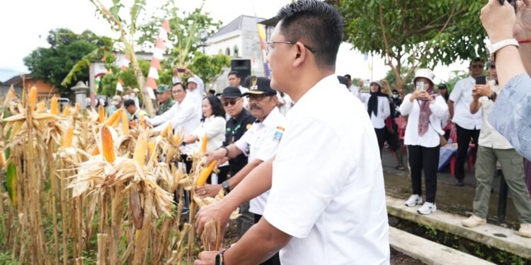 Sleman Siap Jadi Sentra Jagung DIY, Wabup Danang: Produktivitas Harus Terus Ditingkatkan