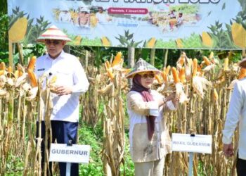 Gorontalo Bidik Produksi Jagung 1,5 Juta Ton di 2026, Perkuat Swasembada Pangan Nasional