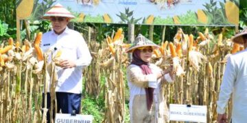 Gorontalo Bidik Produksi Jagung 1,5 Juta Ton di 2026, Perkuat Swasembada Pangan Nasional
