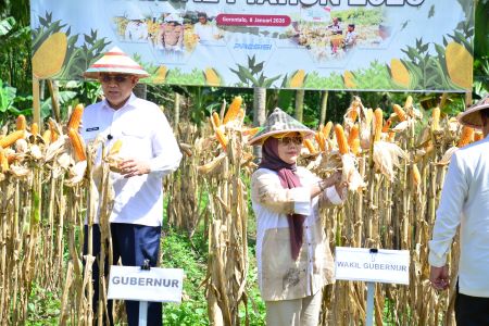 Gorontalo Bidik Produksi Jagung 1,5 Juta Ton di 2026, Perkuat Swasembada Pangan Nasional